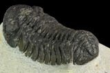 Bargain, Morocops Trilobite - Visible Eye Facets #120086-3